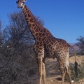 (190)safari-girafes.jpg