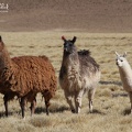 Lamas