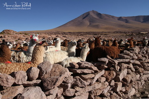 Bolivia