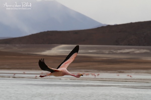 Flamand des Andes