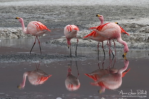Flamands des Andes