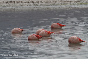 Flamands des Andes