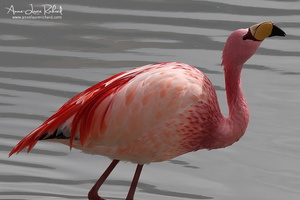 Flamand des Andes