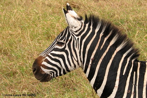 Zèbre