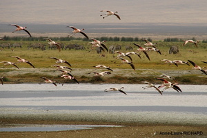 Flamands
