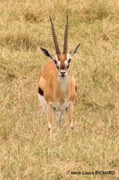Antilope