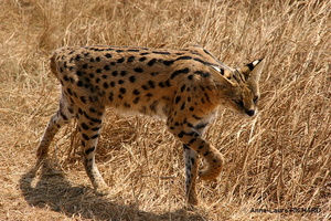 Serval