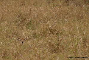 Camouflage