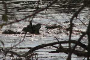 Crocodiles