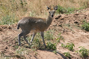 Dik-dik