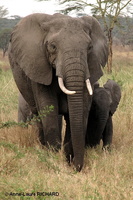 Eléphant & éléphanteau