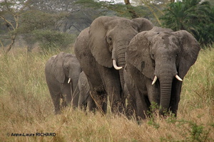 Eléphants