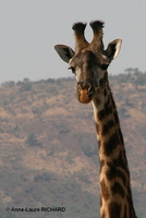 Girafe
