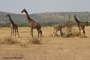Girafes