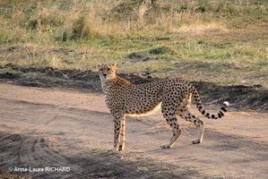 Guépard