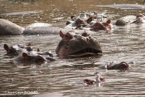 Hippopotames