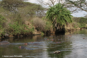 Hippos