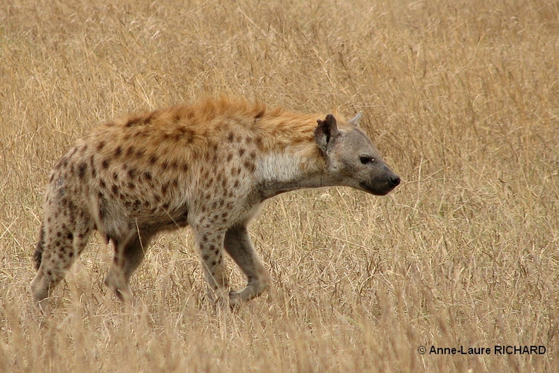 Hyène.jpg