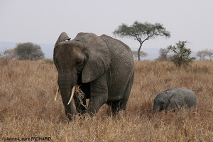 Eléphant