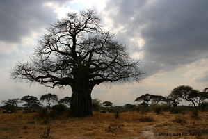 Baobab