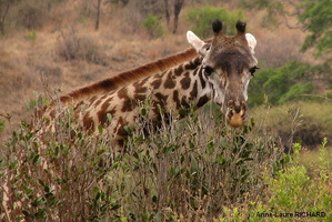 Girafe