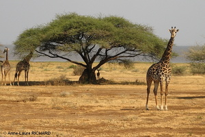 Girafes