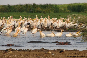 Pélicans
