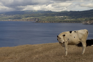 Sao Miguel
