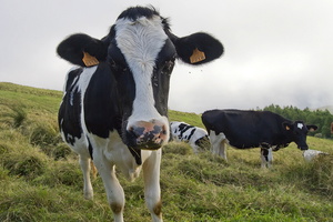 Vache, Sao Miguel