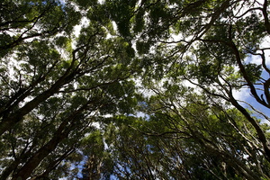 Sao Miguel