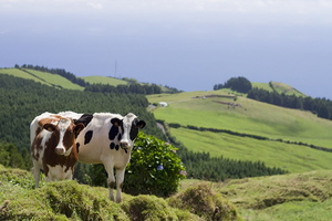 Sao Miguel