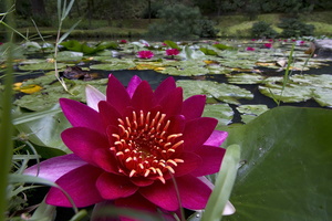 Jardin botanique Terra Nostra