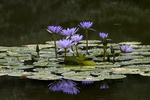 Jardin botanique Terra Nostra