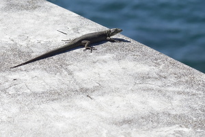 Lézard