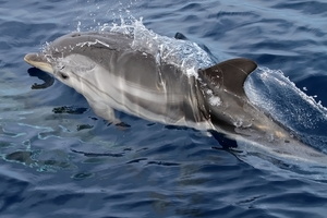 Dauphin