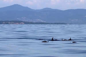 Grands dauphins