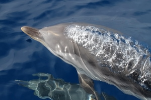 Dauphin