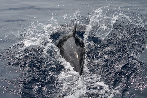 Dauphin