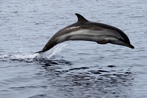 Dauphin