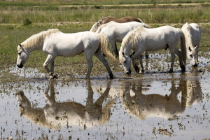 Chevaux