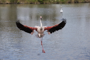 Camargue