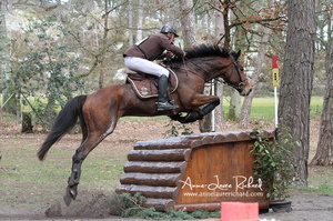 Rémi PILLOT & Tol Chik du Levant (247608 visits) Rémi PILLOT & Tol Chik du Levant - CICO 3* Fontainebleau 2016 Rémi PILLOT & Tol Chik du Levant