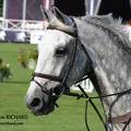 Nick SKELTON & Carlo 273 (GBR)