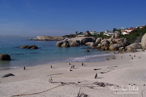 Manchots du Cap, Boulders Beach