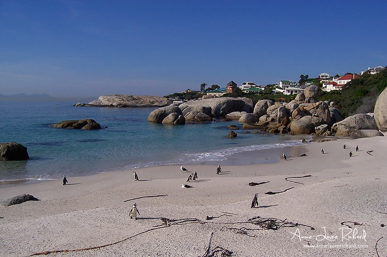 (77)boulders-beach.jpg