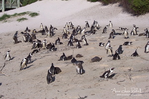 Manchots du Cap, Boulders Beach