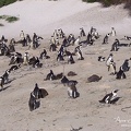 Manchots du Cap, Boulders Beach