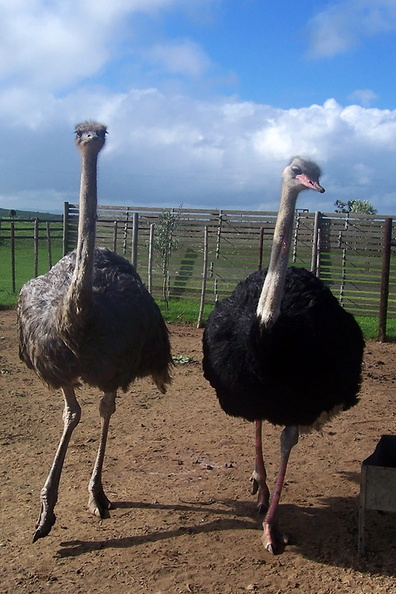 (141)ostrich-ranch.jpg