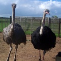 (141)ostrich-ranch.jpg