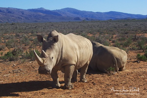 Rhinocéros